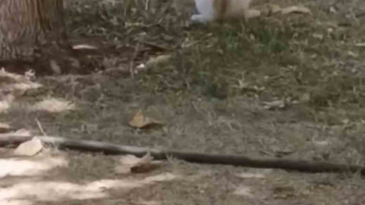 Diyarbakır’da ezber bozan görüntü: Fare yavru kediye saldırdı