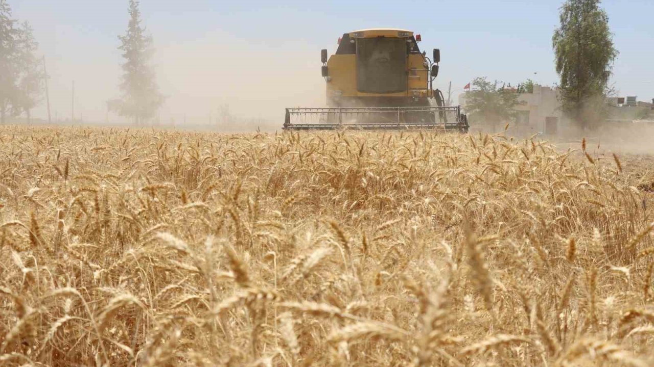 Belediyede hasat zamanı