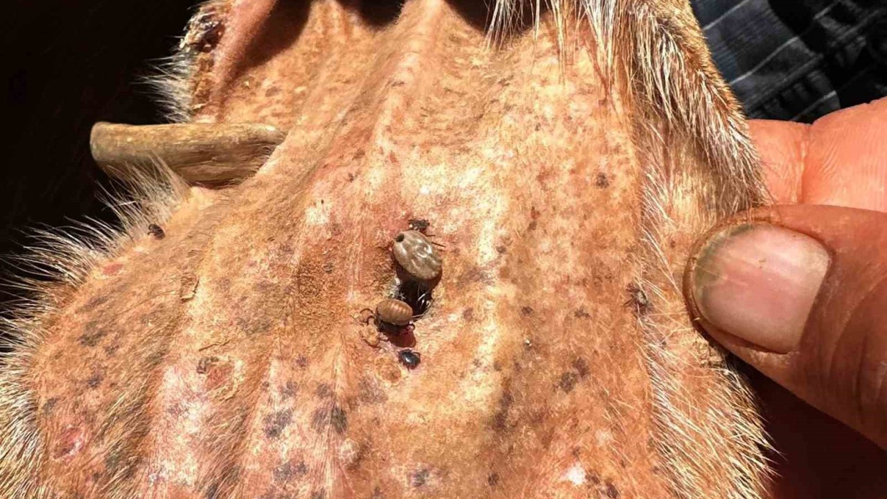 Arabanlı Veteriner Hekim’den kene uyarısı