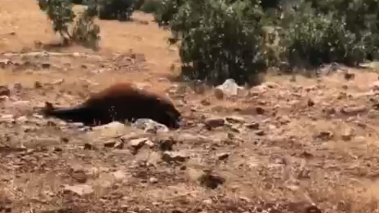 Batman’da Yabani Yılkı Atı Ölümleri 7’ye Yükseldi