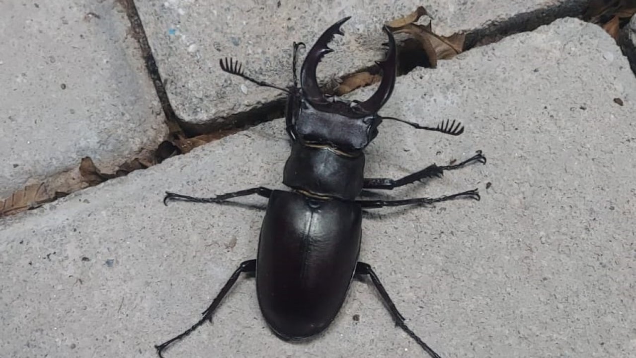 Nadir böcek türü geyik böceği Denizli’de görüldü