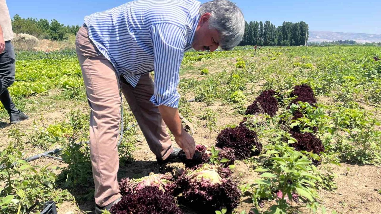 Marulun ekmeğini aracılar yiyor, çiftçi vatandaş mağdur