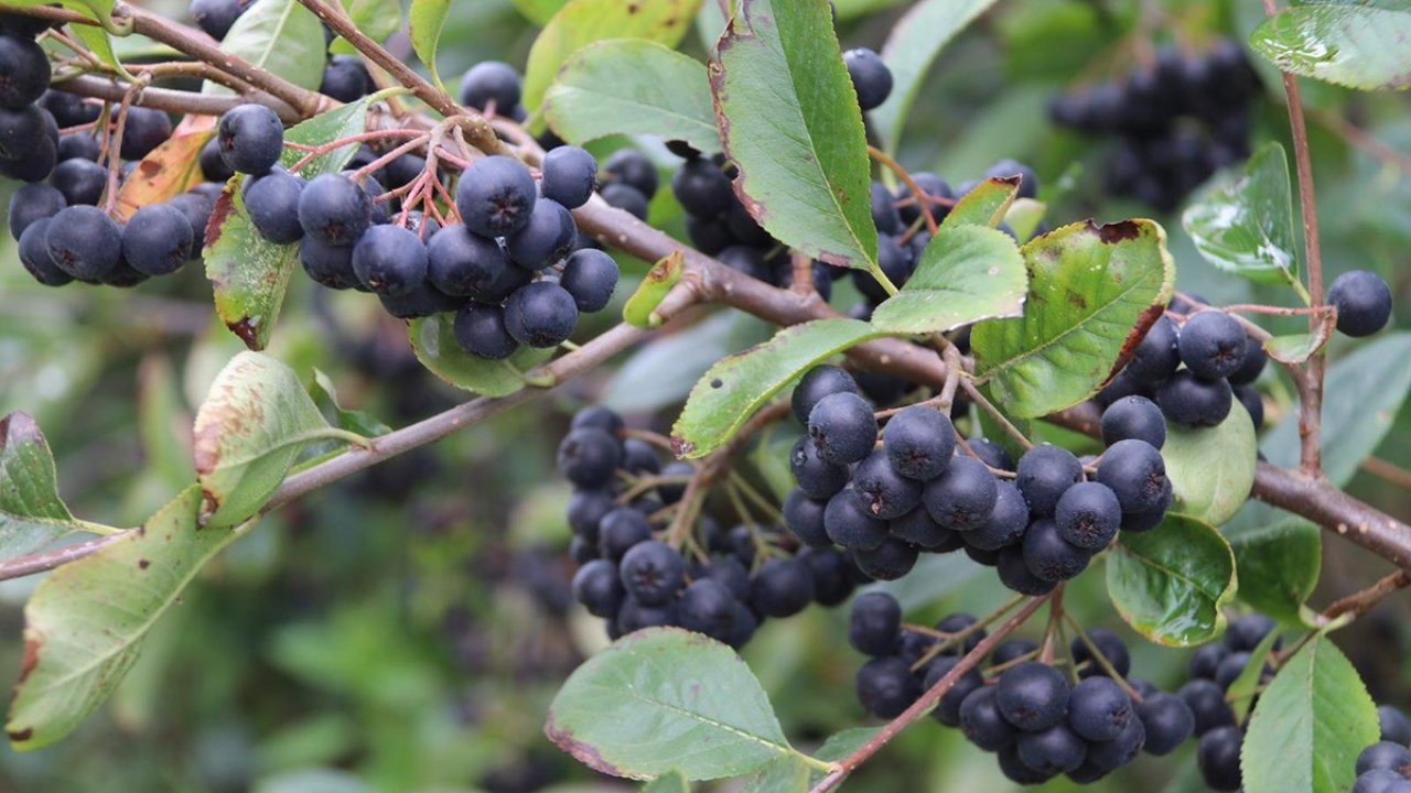Aronya’nın kan şekerini dengelediği belirlendi
