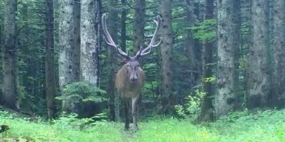 Bursa’nın dağlarında kızıl geyik, fotokapana takıldı