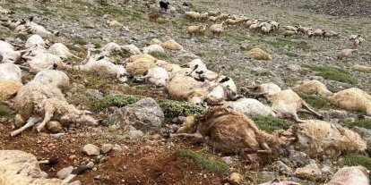 Tunceli’de yıldırım isabet eden 200 koyun telef oldu