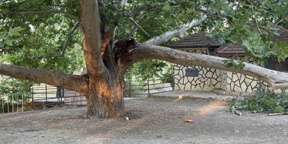 Piknik alanında ağacın dalı vatandaşların üzerine devrildi: 11 yaralı