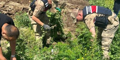 Kars'ta ''kenevir'' ekilen bahçelere operasyon!