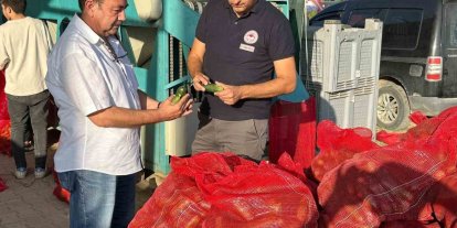 Kornişon salatalık hasadı devam ediyor