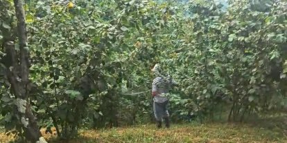 ‘Drakula’ bahçeleri kuruttu, 4 bin 100 dekar alandaki fındık ağaçları söküldü
