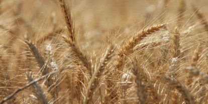 Küresel tahıl üretiminde tüm zamanların zirvesi geliyor