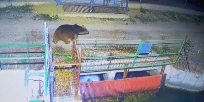 Mevsim normalleri değişti, ayılar hâlâ uyanık