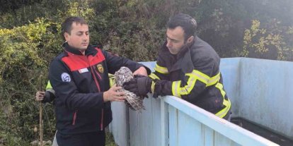 Yayladağı’nda baykuş kurtarma operasyonu