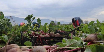 İzmir’in bereketli topraklarında ‘Kırmızı elmas’ mesaisi