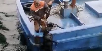 Lapseki’de iskelede denize düşerek sürüklenen köpeğin yardımına balıkçılar yetişti