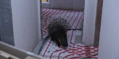 İncirliova’da ekiplerin dikkati nesli tehlikedeki oklu kirpiyi kurtardı