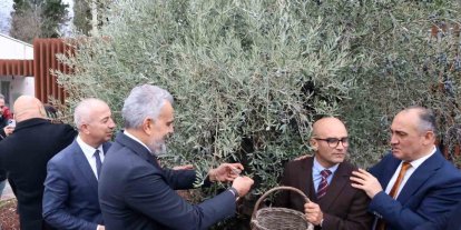 Stratonikeia’da ilk ‘Zeytin Hasat Festivali’ düzenlendi