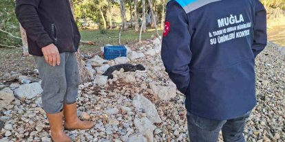 Balıkçıların kurtardığı yavru Akdeniz Foku yetkililere teslim edildi