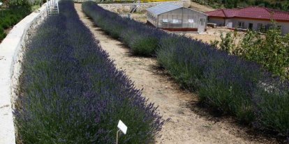 Türkiye’nin en zengin tıbbi aromatik merkezi Eskişehir’de