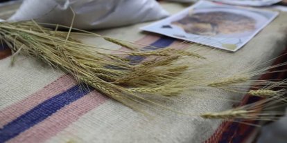 Bölgenin değeri: Ardahan Kavılcası