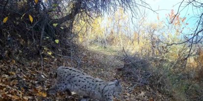 "Ormanın Hayaleti" vaşak Erzincan’da görüntülendi