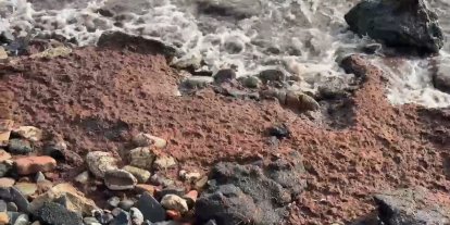 Tekirdağ’da poyraz kızıl yosun sürükledi