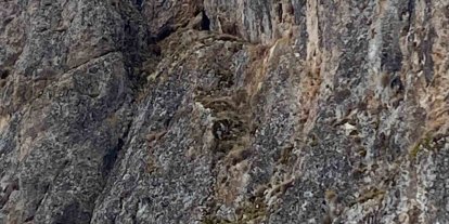 Erzincan’da mahsur kalan keçiler için JAK ve AFAD seferber oldu