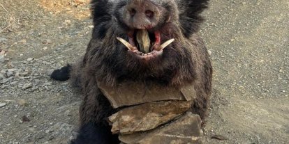 Elazığ’da avcılar 200 kiloluk domuz avladı