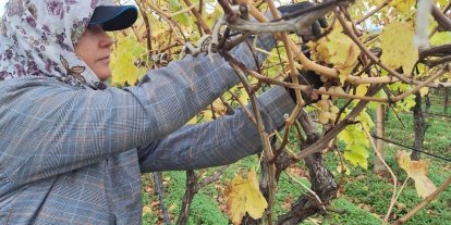 Bağda kalan üzümler ev ekonomisine can suyu oluyor