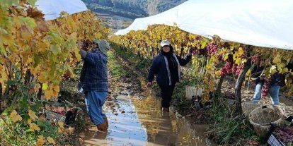 İşçiler yağmur ve çamuru aldırış etmeden üretime devam ediyor