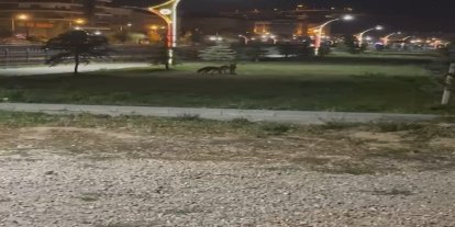 Bayburt’ta birbirleriyle oyun oynayan iki tilki görüldü