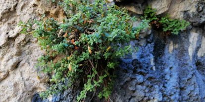 Endemik Malatya kantaronu, kimyasal olarak sarı kantarondan daha zengin çıktı