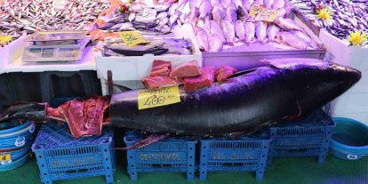 280 kiloluk orkinos vatandaşları hayrete düşürüyor