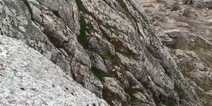 Elazığ’da dağ keçileri sürü halinde görüldü