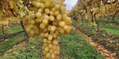 Dalında üzümler 5 aydır tazeliğini koruyor