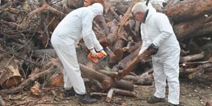 Budanan ağaç dalları ihtiyaç sahiplerini ısıtıyor