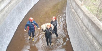 Su kanalına düşen karaca kurtarıldı, itfaiye eri metrelerce omzunda taşıdı