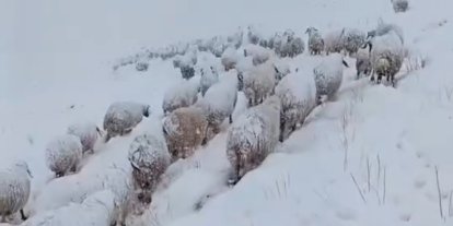 Koyun sürüsünün kar altında zorlu yolculuğu