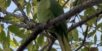 Pakistan papağanları adliye bahçesini mesken tuttu