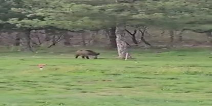 Yaban domuzu da üniversiteli oldu