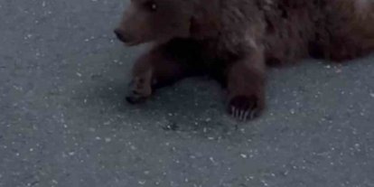 Kara yolundaki yaralı yavru ayı DKMP’ya teslim edildi