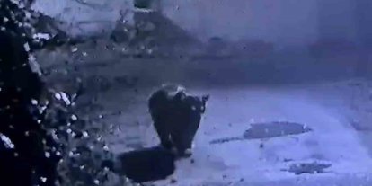 Rize’de avcıların yakalayamadığı ayı güvenlik kamerasına yakalandı