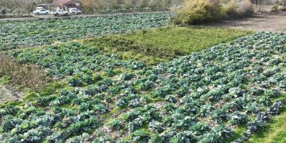 Osmaniye’de lahana hasadı yapıldı