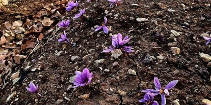 Siirt’te safran üretiminde ilk başarılı uygulama gerçekleştirildi