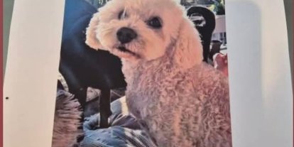 Köpeğini bulana 10 bin lira ödül verecek