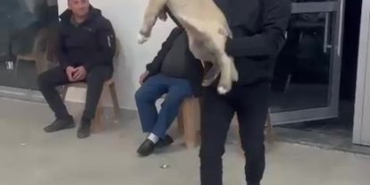 Damadın arkadaşı düğün hediyesi olarak 100 bin liralık köpek hediye etti