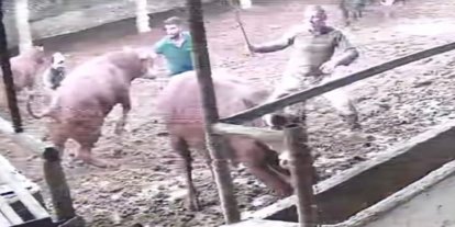 Üzerine zıplayan boğanın darbesiyle yere serildi: O anlar kamerada