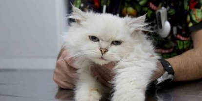 Kedide dünyada görülmemiş anomali: Başarılı operasyonla sağlığına kavuştu