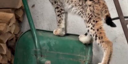 Yolunu şaşıran vaşak Torul ilçe merkezine indi