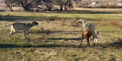 Anne koyun kuzusunu korumak için köpeğe karşı siper oldu