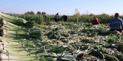 Kozan’da pırasa hasadı başladı: 20-22 TL’den alıcı buluyor